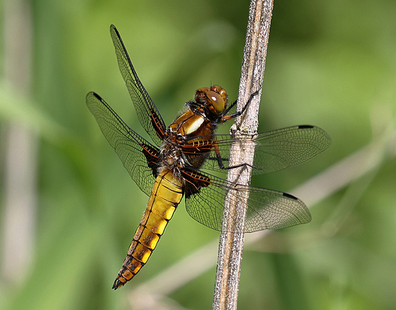 Immature Male, Westbere Lakes, May 2014