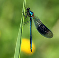 Male, Westbere Lakes, May, 2015