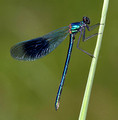 Male, Westbere Lakes, May, 2015
