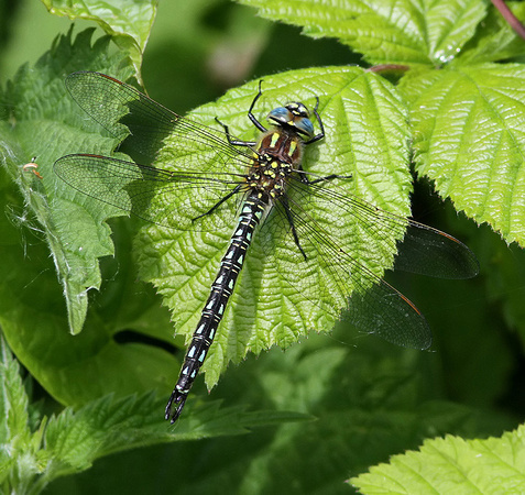 Male, Westbere Lakes, May 2015