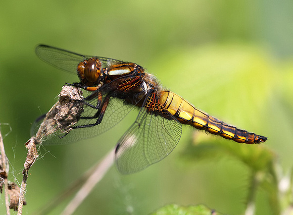 Immature Male, Westbere Lakes, May 2015