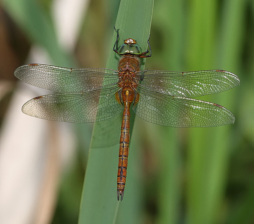Male, Westbere Lakes, June 2015