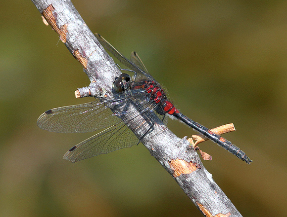 Male, Whixall Moss, June 2016