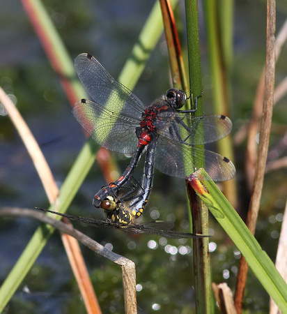 Mating pair, Whixall Moss, June 2016