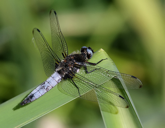 Male, Westbere Lakes, June 2016