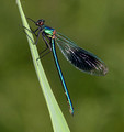 Male, Westbere Lakes, May 2016