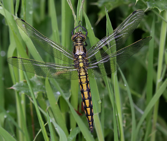 Immature male, Nr Reculver, May 2014