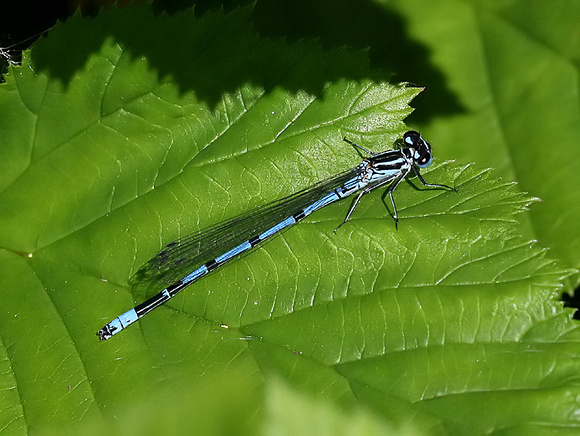 Male, Westbere Lakes, June, 2014