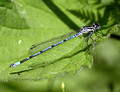 Male, Westbere Lakes, June, 2013