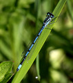 Male, Westbere Lakes, June, 2014