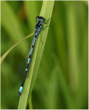 Male, Westbere Lakes, May 2023