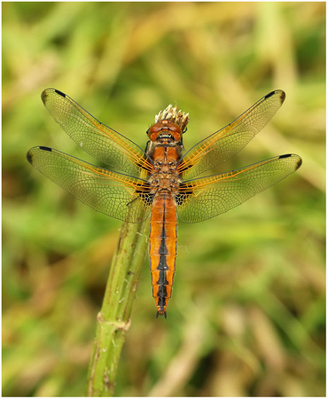 Male, Westbere Lakes, May 2023