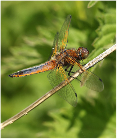 Immature male, Westbere Lakes, May 2023