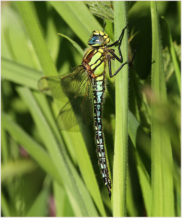 Male, Westbere Lakes, June 2020