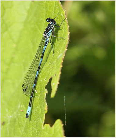 Male, Westbere Lakes, June 2019