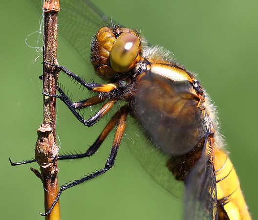 Male, Westbere Lakes, May 2014