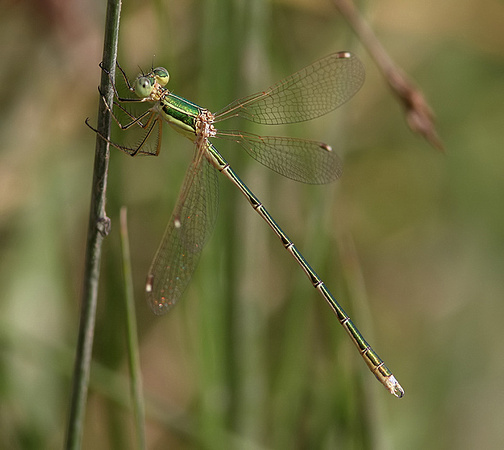 Male, Cliffe Marshes, July 2013