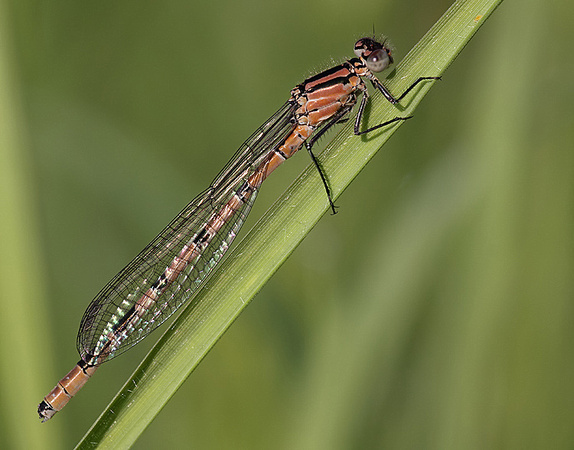 Teneral Male, Reculver, May 2014