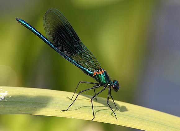 A Photographic Guide to the Dragonflies and Damselflies of Kent: Banded Demoiselle &emdash; Male, Westbere Lakes, June, 2013