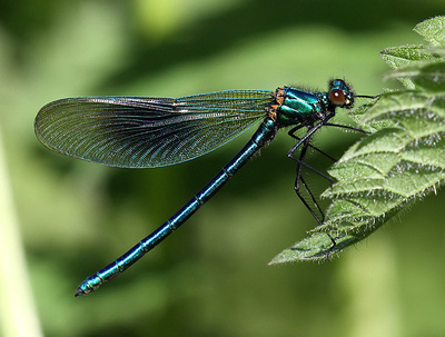 A Photographic Guide to the Dragonflies and Damselflies of Kent: Banded Demoiselle &emdash; Male, Westbere Lakes, May 2014