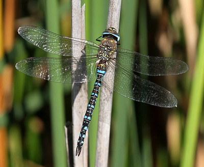 A Photographic Guide to the Dragonflies and Damselflies of Kent: Migrant Hawker &emdash; 
