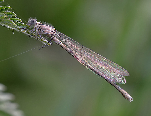 Teneral Male, Reculver, May 2014