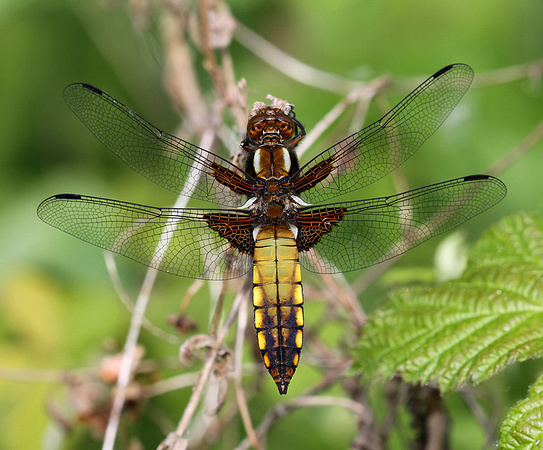 Immature Male, Westbere Lakes, May 2015