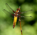 Male, Westbere Lakes, May 2014
