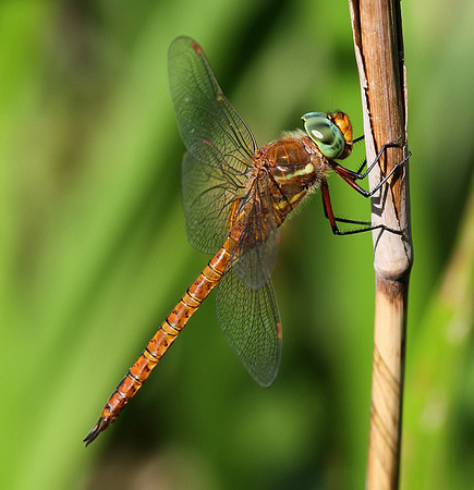 Male, Westbere Lakes, July 2015