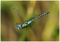 Southern Migrant Hawker (Aeshna affinis) male, Oare Marshes, August 2019