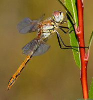 Libellulidae - Chaser, Skimmer and Darter Dragonflies