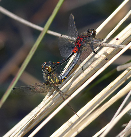 Mating pair, Whixall Moss, June 2016