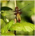 Female, Nethergong, June 2020