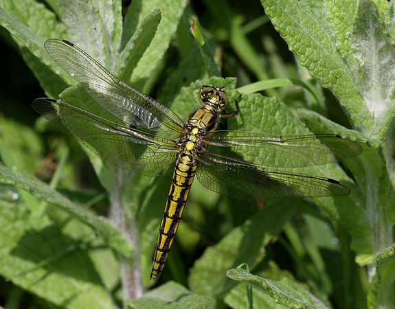 Immature Female, Nr Reculver, May 2014