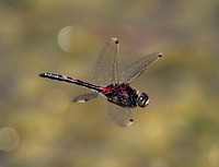 Dragonflies