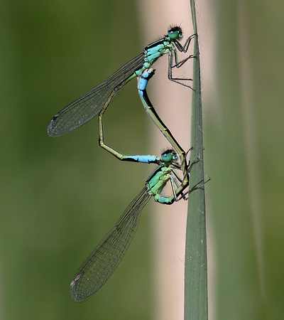 Mating Pair, Nr Reculver, June 2014