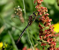 Corduliidae - Emerald Dragonflies