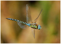 Southern Migrant Hawker (Aeshna affinis) male, Oare Marshes, August 2019