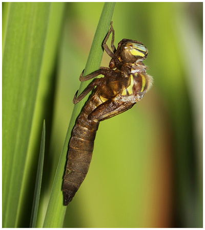 Hairy Dragonfly (Brachytron pratense) - male emerging, April 2018