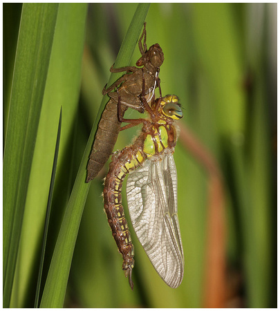 Hairy Dragonfly (Brachytron pratense) - male emerging, April 2018