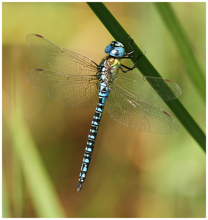 Southern Migrant Hawker (Aeshna affinis) - male, Oare Marshes, July 2018