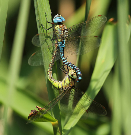 Southern Migrant Hawker (Aeshna affinis) mating pair, Oare Marshes, July 2018