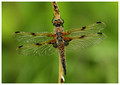 Male, Westbere Lakes, May 2018