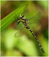Cordulegastridae - Golden ringed Dragonflies