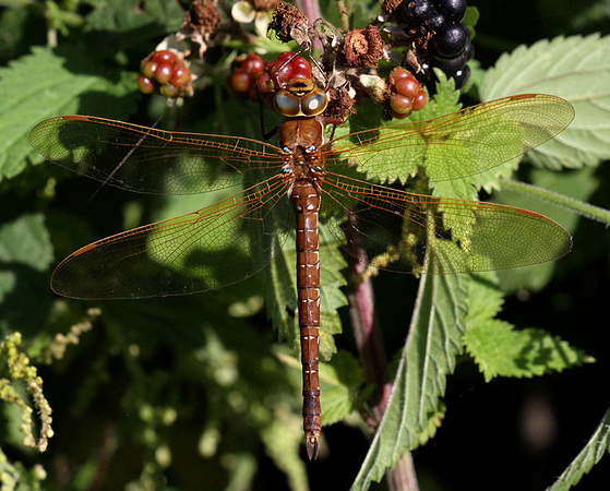 Female, Westbere Lakes, August 2014