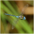 Southern Migrant Hawker (Aeshna affinis) male, Oare Marshes, August 2019