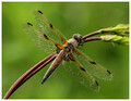 Male, Westbere Lakes, May 2018