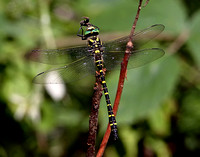 Golden ringed Dragonfly (Cordulegaster boltonii)