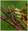 Male, Westbere Lakes, May 2018