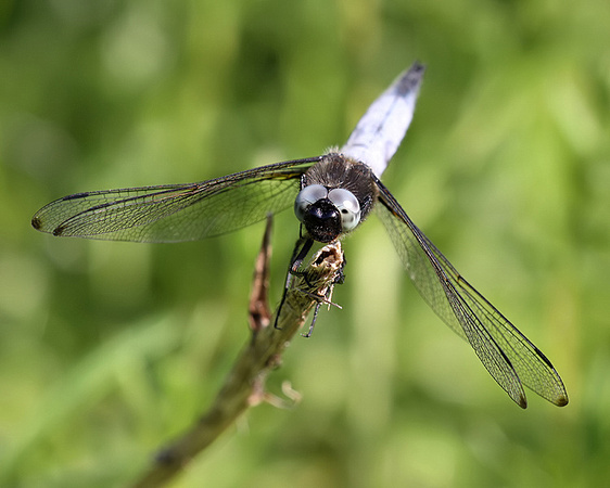 Male, Westbere Lakes, May 2014